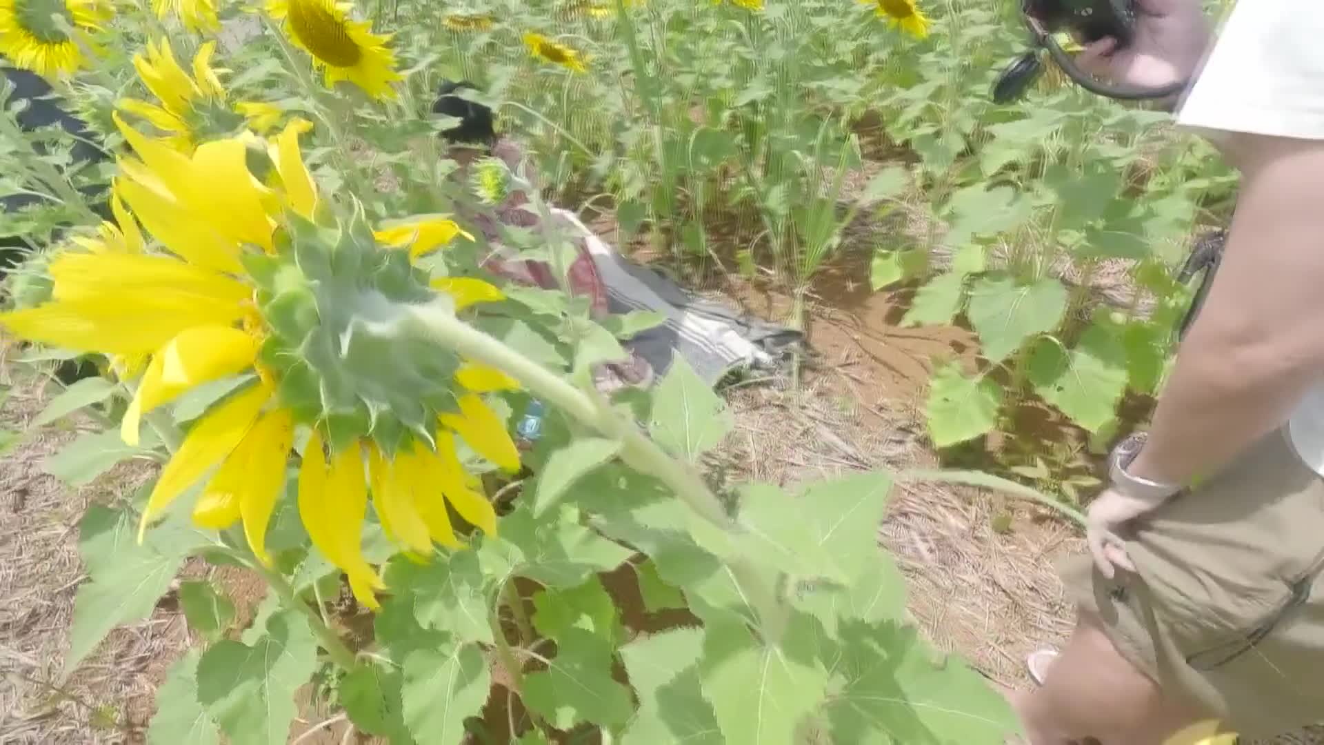 未來的夏天·美玖露的開始 ・ 雛形美久琉 - AV大平台 - 中文字幕，成人影片，AV，國產，線上看